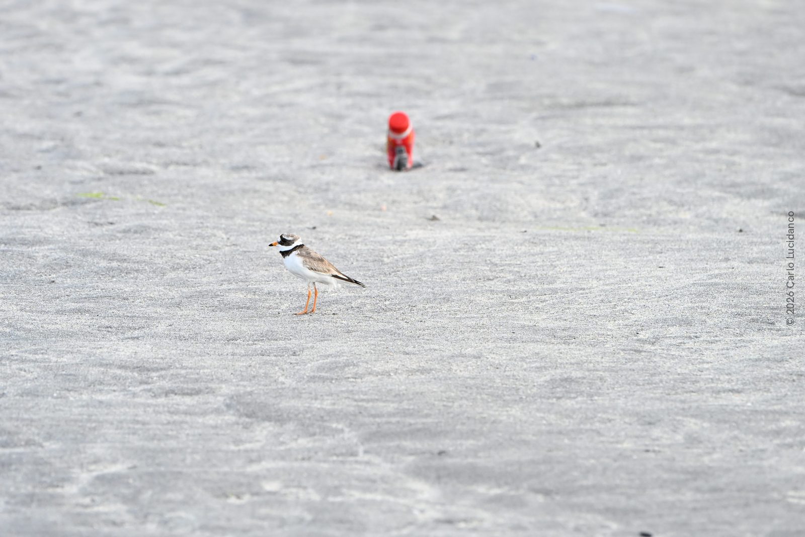 Common ringed plover (Charadrius hiaticula), Aran Islands, Ireland