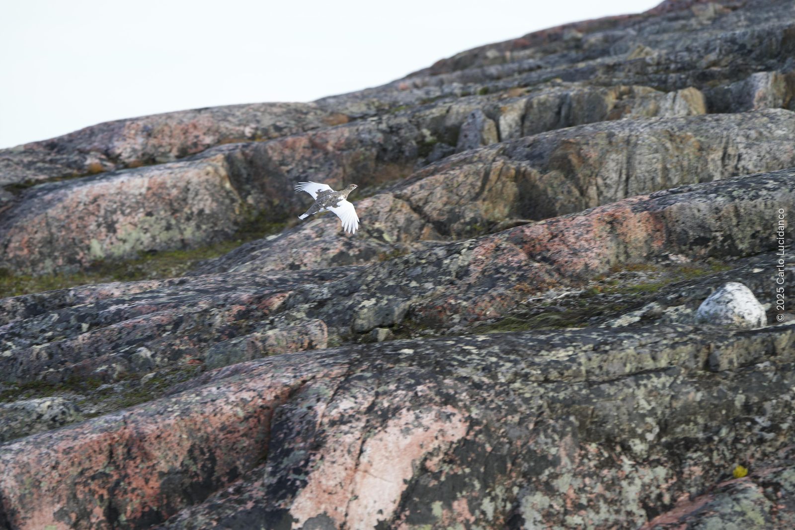Rock ptarmigan (Lagopus muta), Jarfjord, Finnmark, Norway
