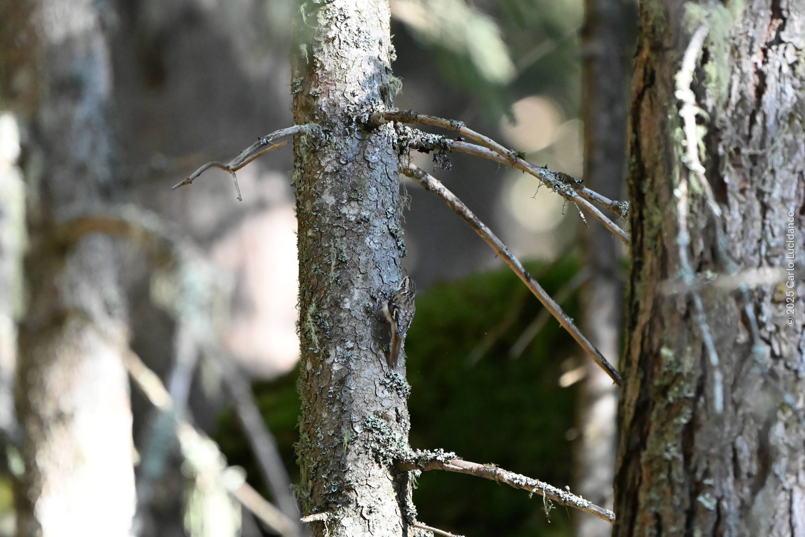 Eurasian treecreeper (Certhia familiaris), Val di Pejo, Trentino, Italy